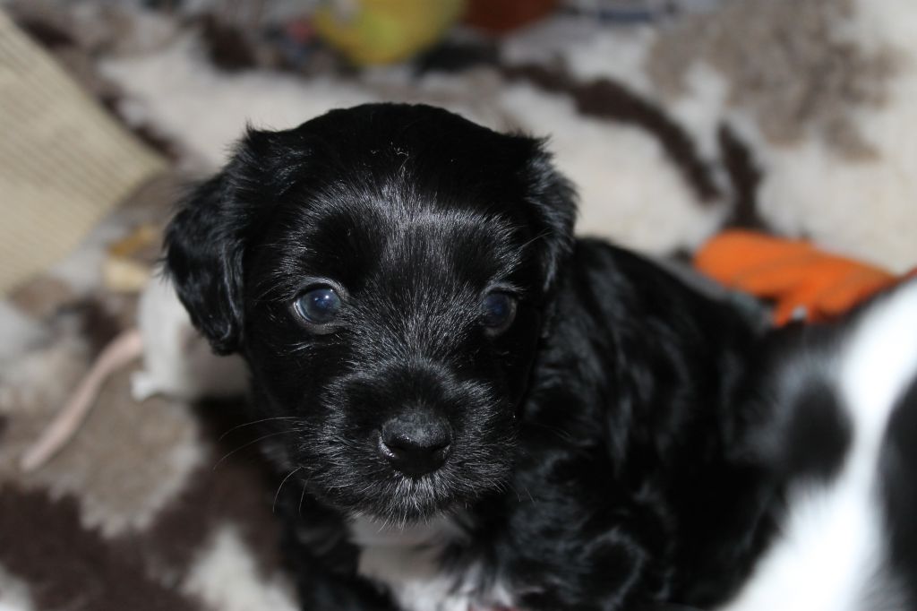 Chinespaws Black Shadow