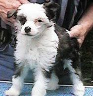 Arcadias China Pearl