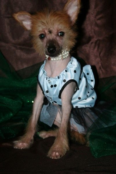 Amantina, The Cold Sun de Fageiro