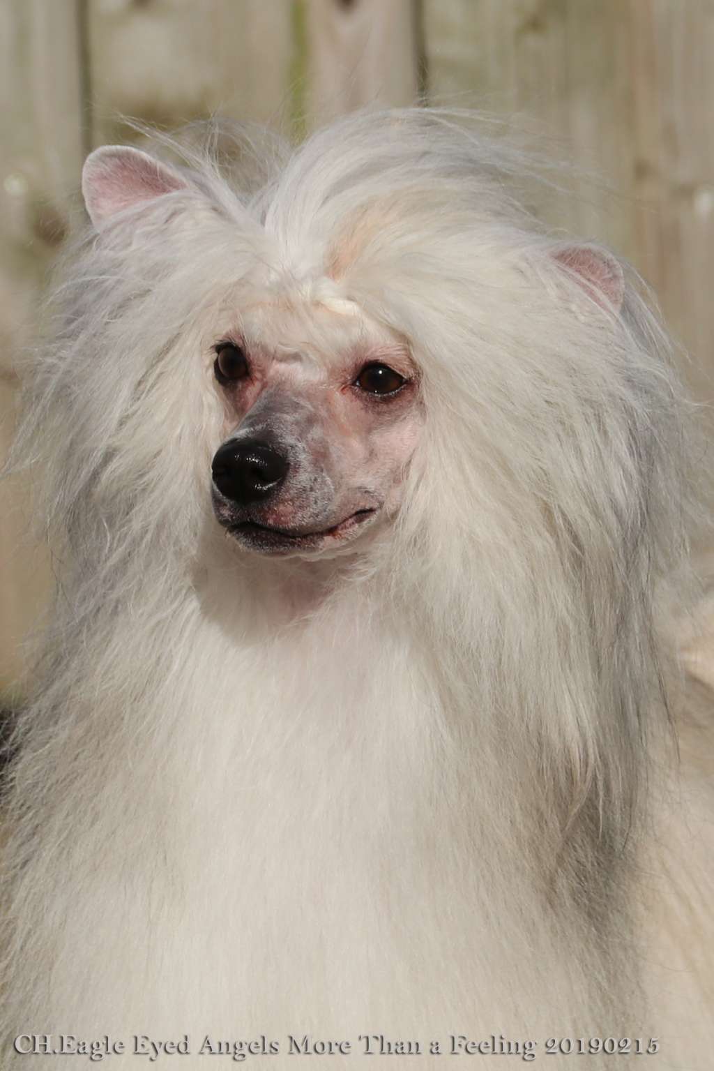 Ch.Eagle Eyed Angels More than a Feeling