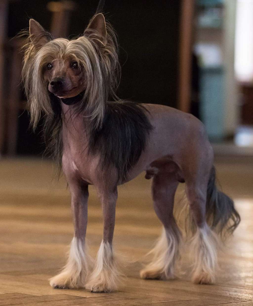 Bertucio z Kutskych luk