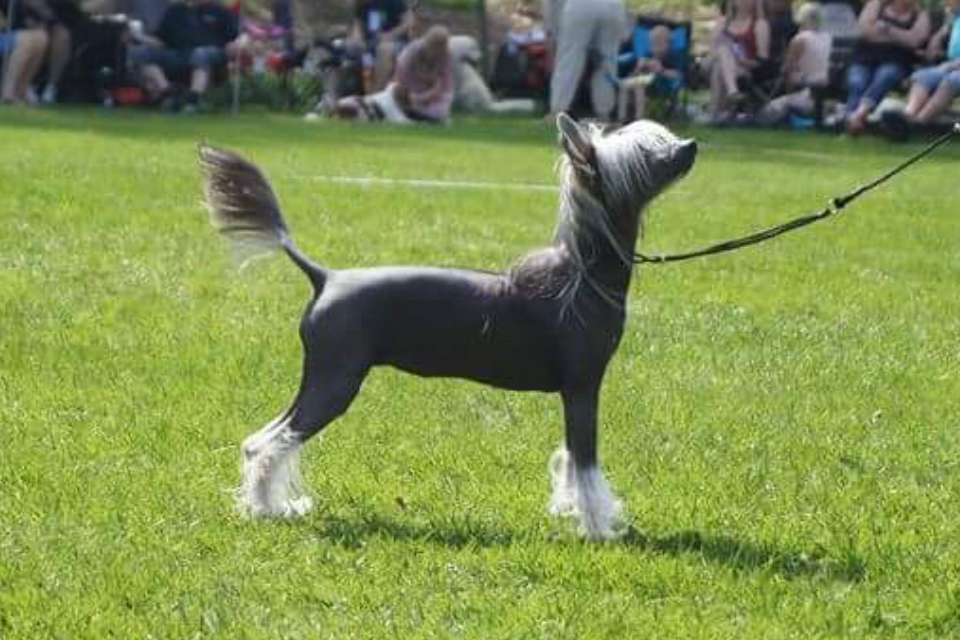 Team Moalands Better Than You