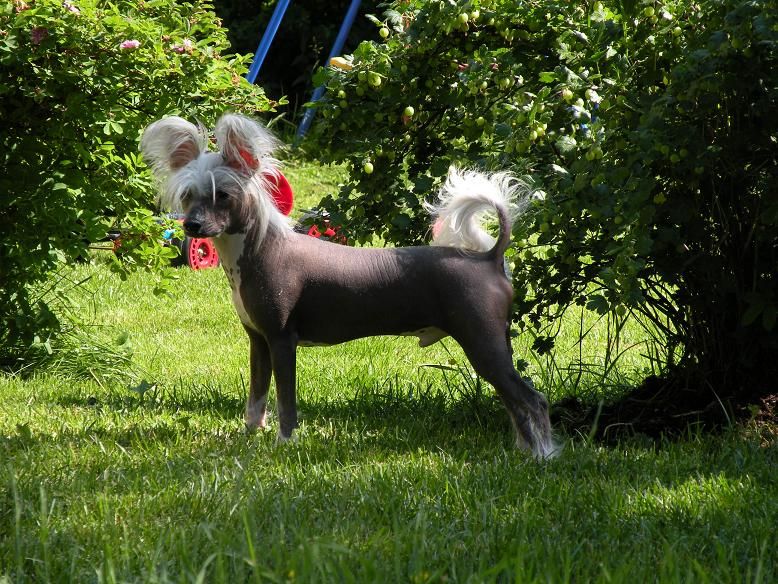 Chattanooga's Cherokee