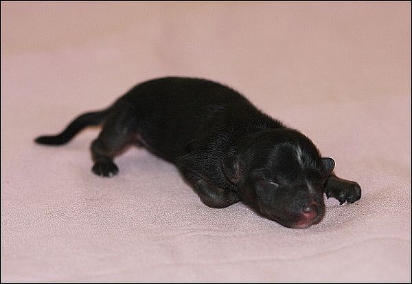 Rainbow Bridge Avokaduh