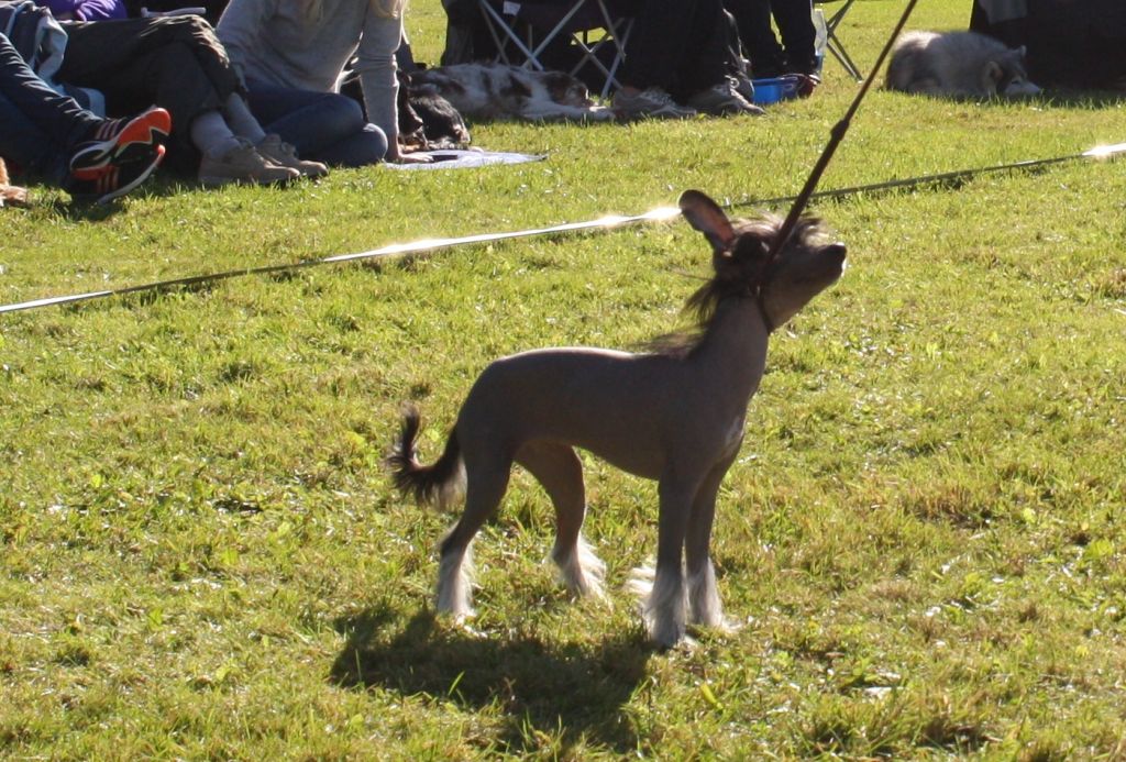 Love Bites Crazy Crazy Nite