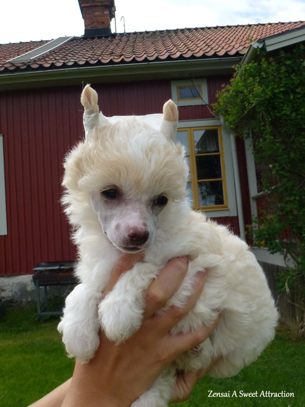 Zensai A Sweet Attraction