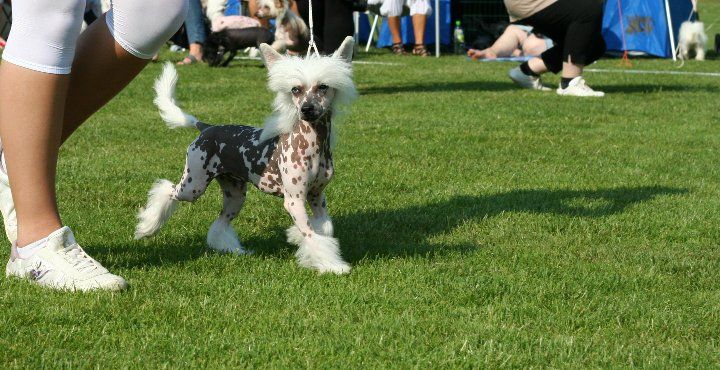 Lisar's Never Ending Story