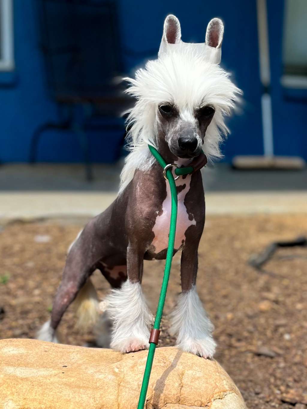 Taja Cat Got Your Tongue