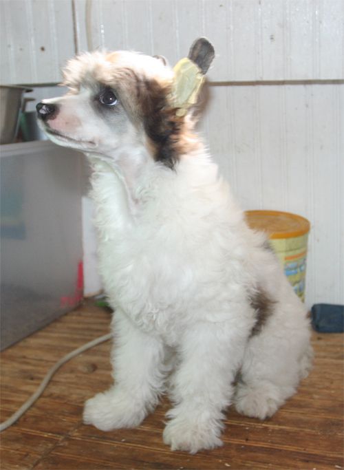 Entourage Use Your Illusion