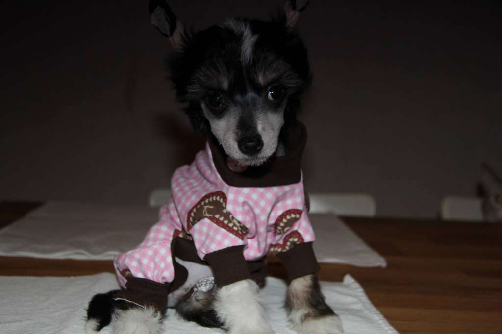 Fabulous Dogs Lil' Kim