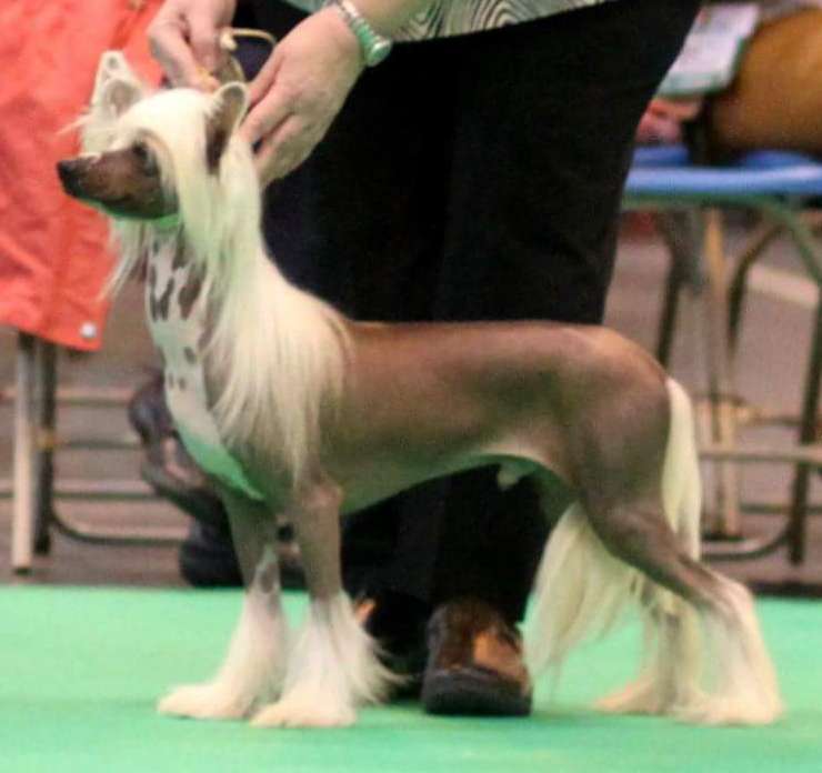 Kaylen's Lightening Strikes Over Shumllea  (USA Im