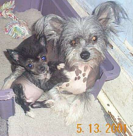 Unidog's Paradise Venus