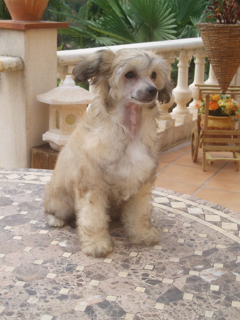 Elvira des Picholines