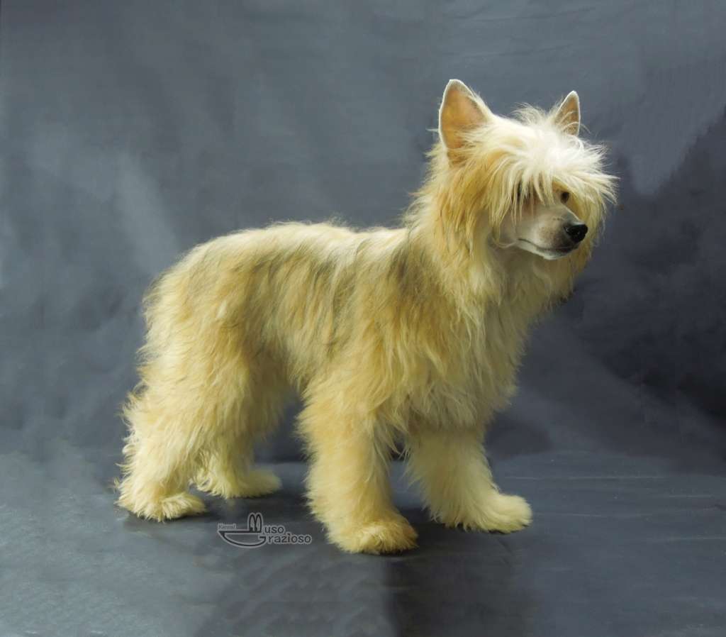 Muso Grazioso Hopes and Dreams