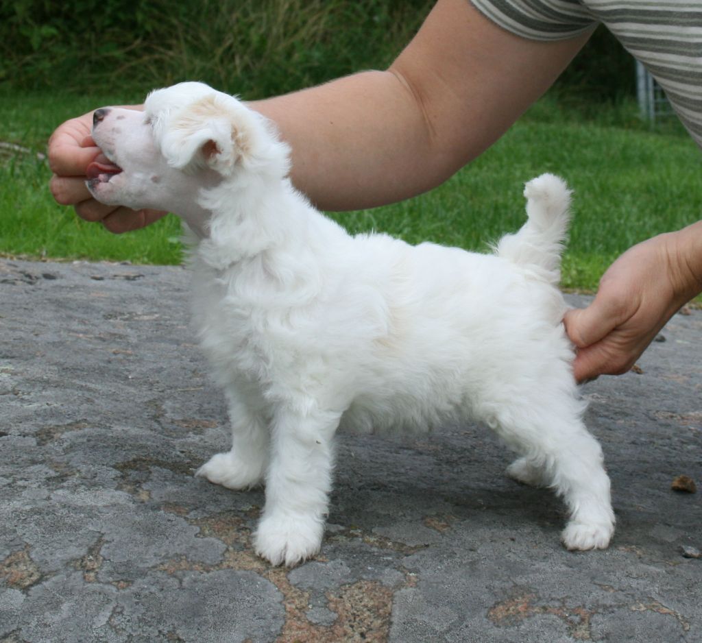 Proud Pony Roadrunner