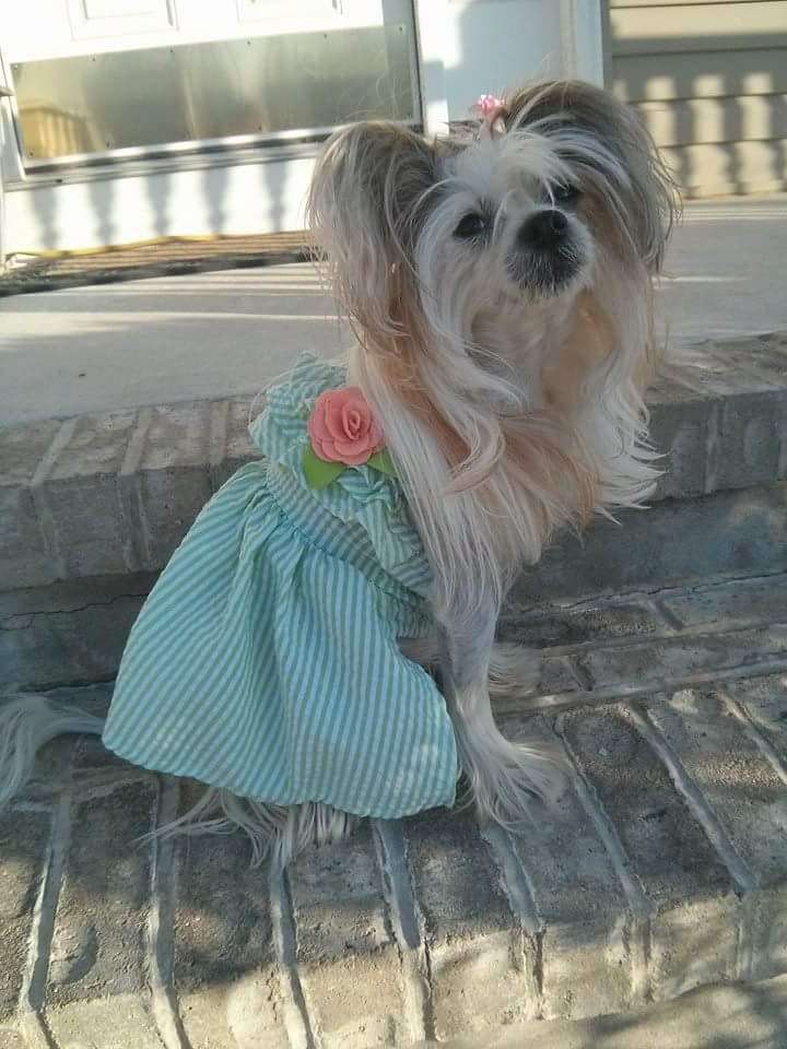 Shida Moonlight Champagne