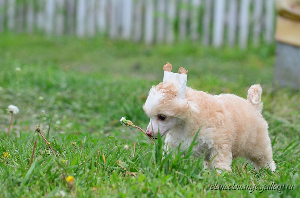 Elance Louange Image Dream