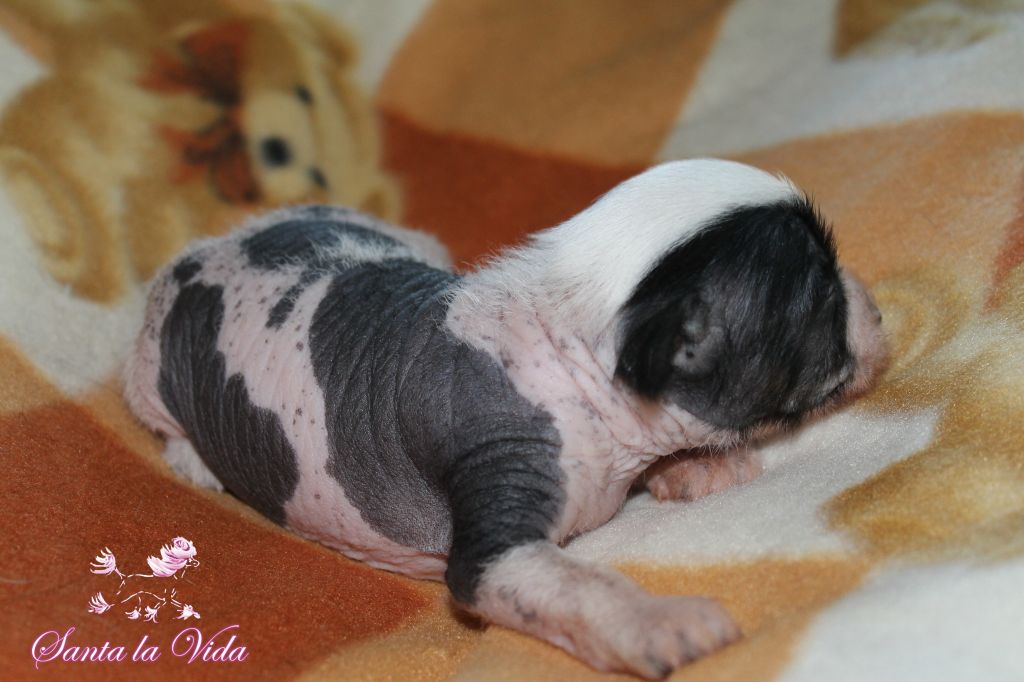 Fenomén Santa la Vida