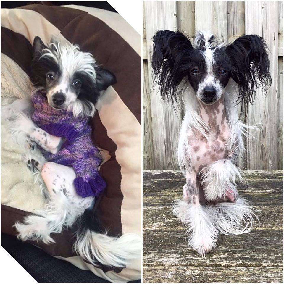 Apasjonata Ultimatum