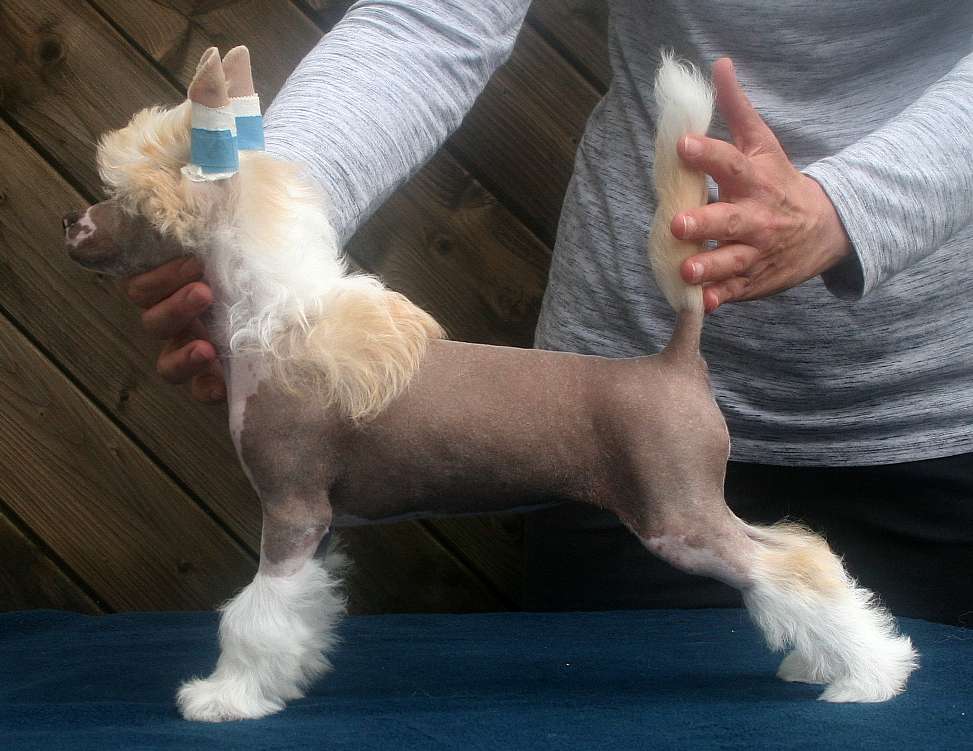 Edcullen's Glade Girl On Fire