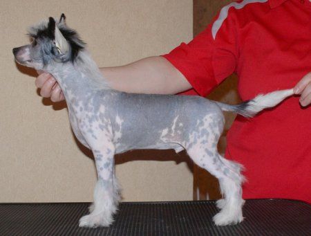 Polar Shane Vind of Nord