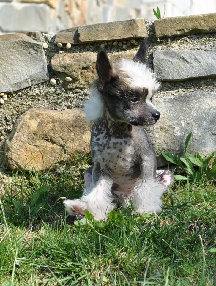 Stars At Sea Lost in Translation