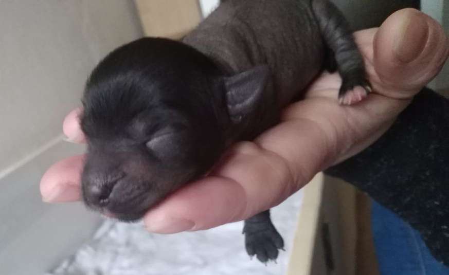 Amira vom Zaubertal der Löwenkinder