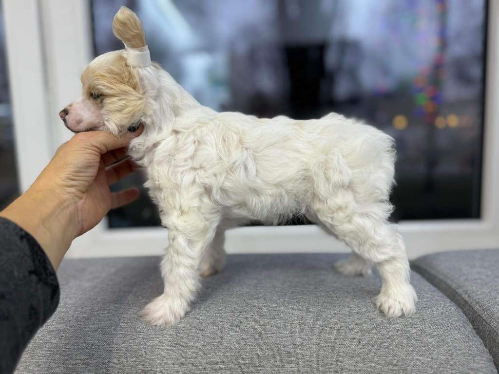 AURORA Z Uroczej Pomaranczarni