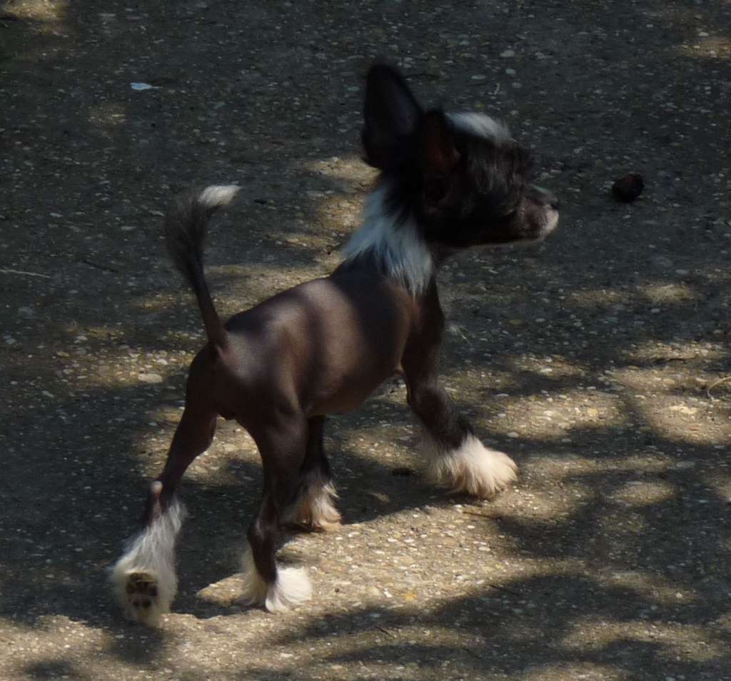 Fundoklia-völgyi Kaszanics  X'press in the Moon