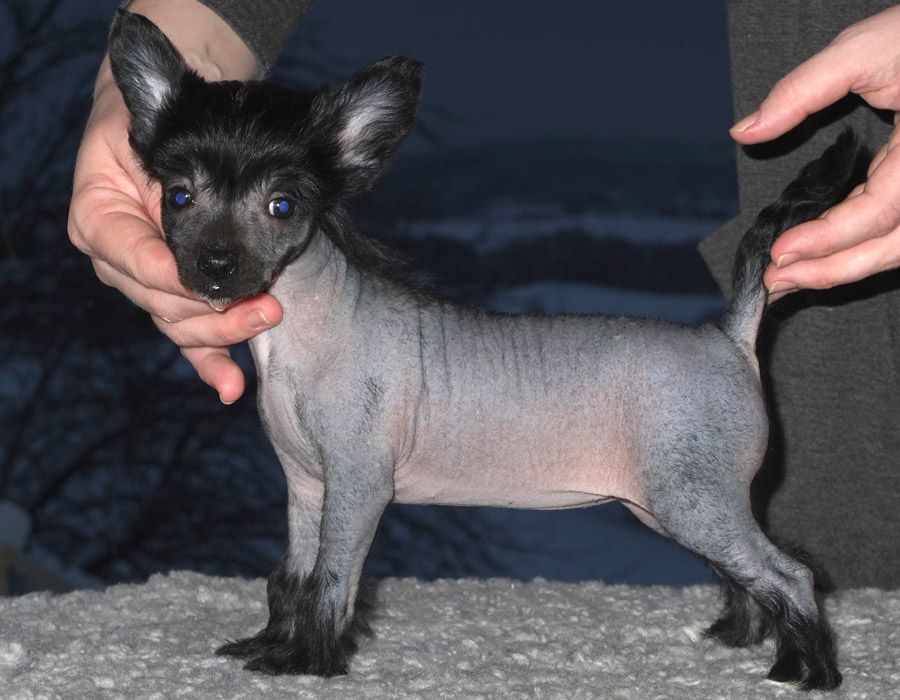 Sunstreaker Fire Me Up