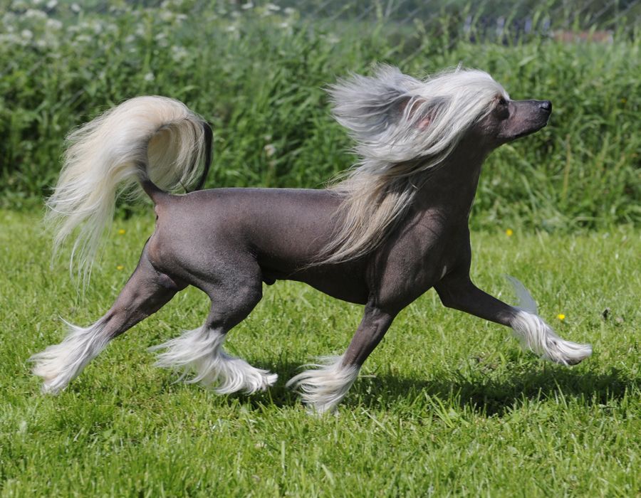 Sunstreaker Double Dragon