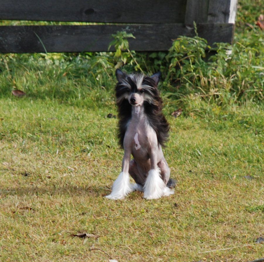 Golden Diamond Cresteds Lexington