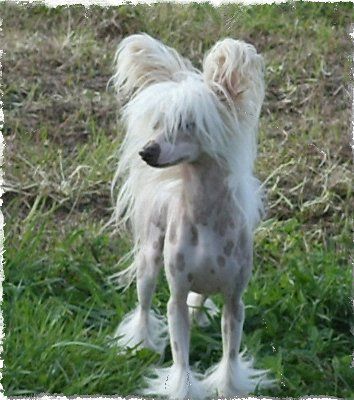 Crestars Freezer Hollow Song H