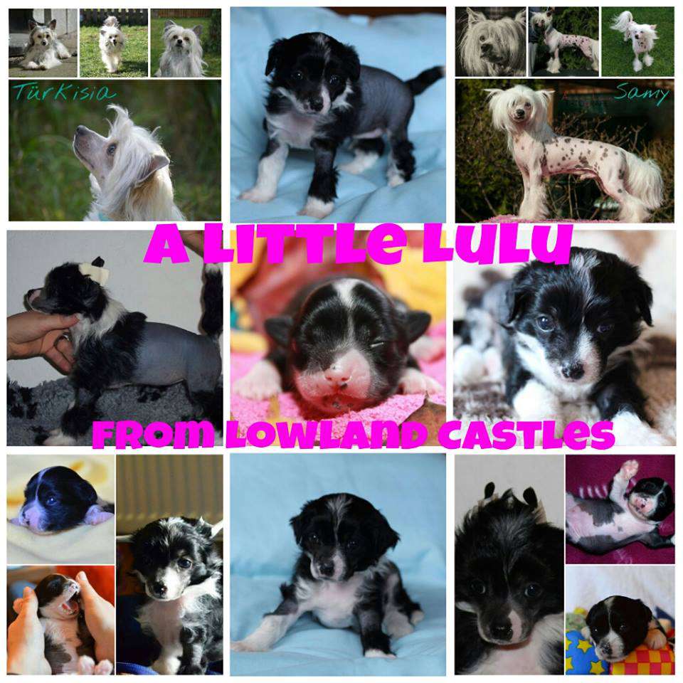 A Little Lulu from Lowland Castles