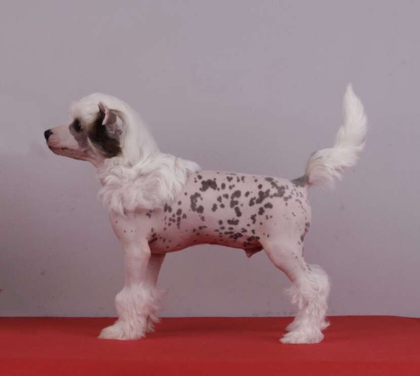 Firefly Miika Heritage of Han