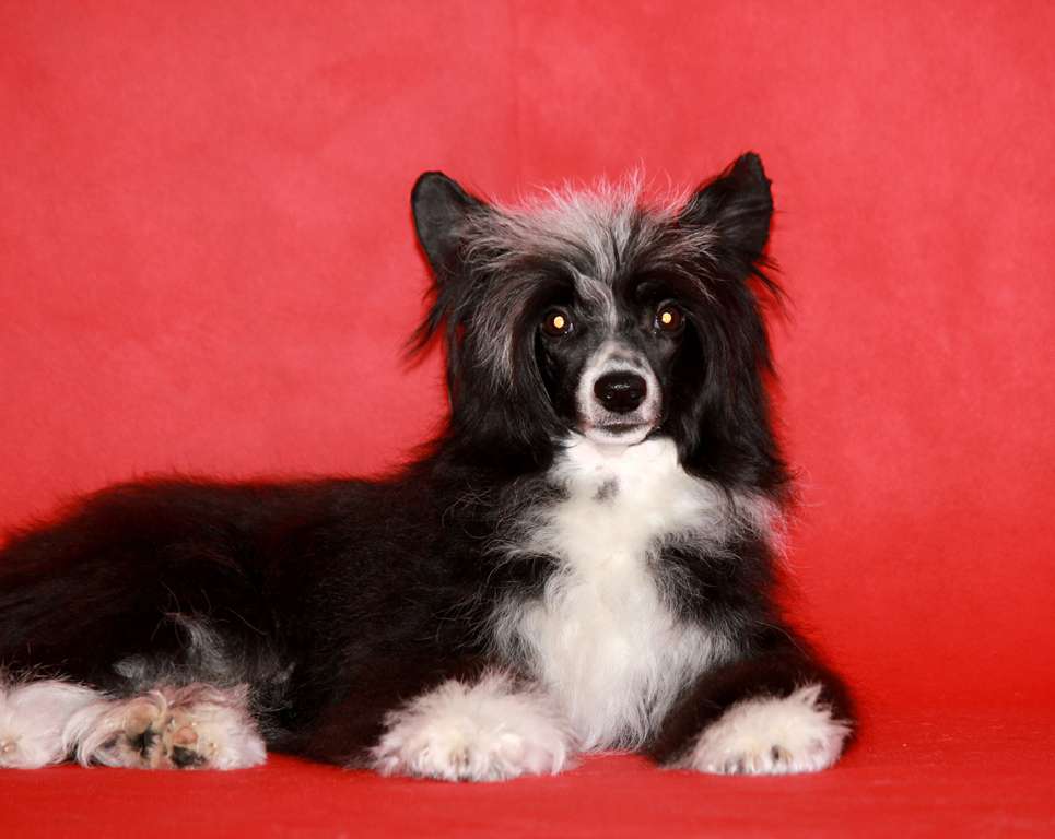 Ternovaya  Chereshenka  dlya Liris