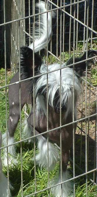 Crest-Vue's Where I Come from Penkay