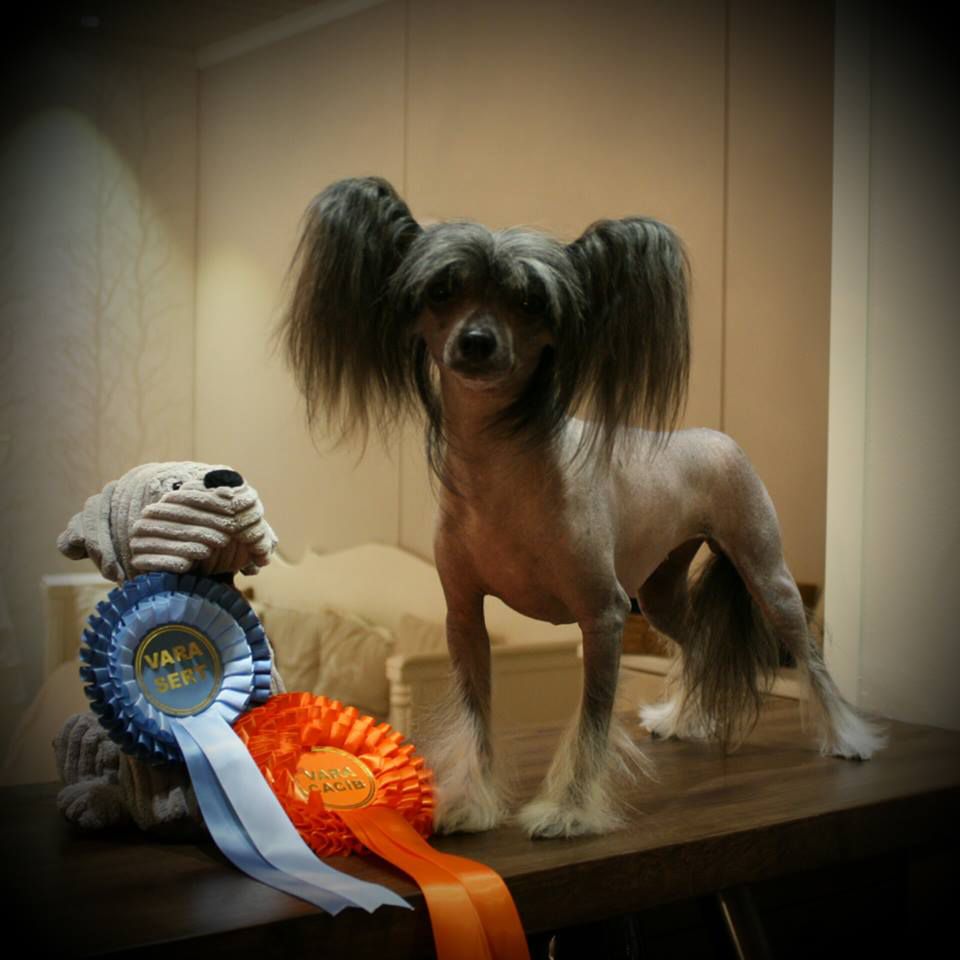 Bozo Gang's Making Memories