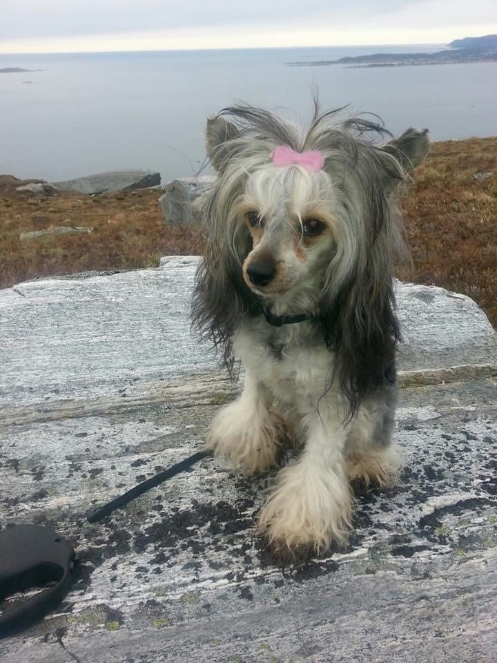 Absolute Souls Dream Catcher