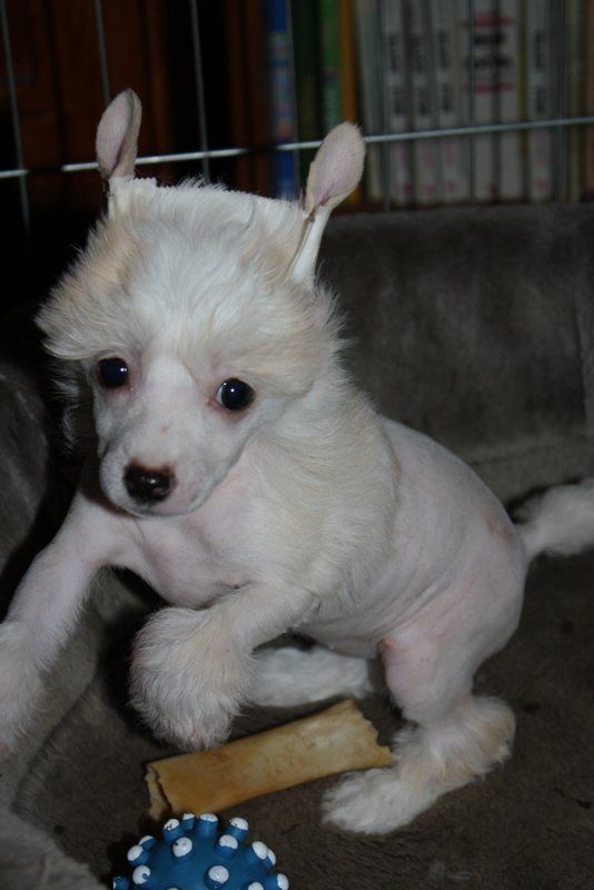 Tempelhüter's Think twice