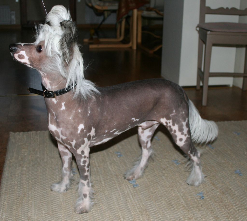 Kaa Won's Doyle Brunson