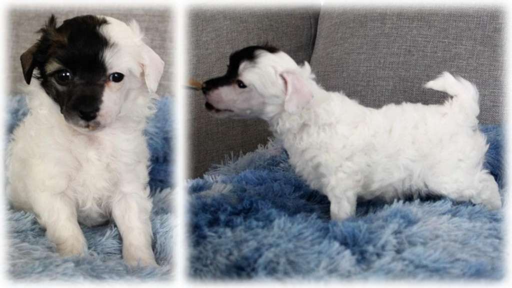 Chinese Flowers Fast And Furious