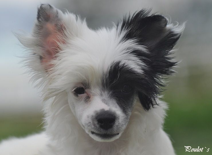 Poulot's Good Go Princess