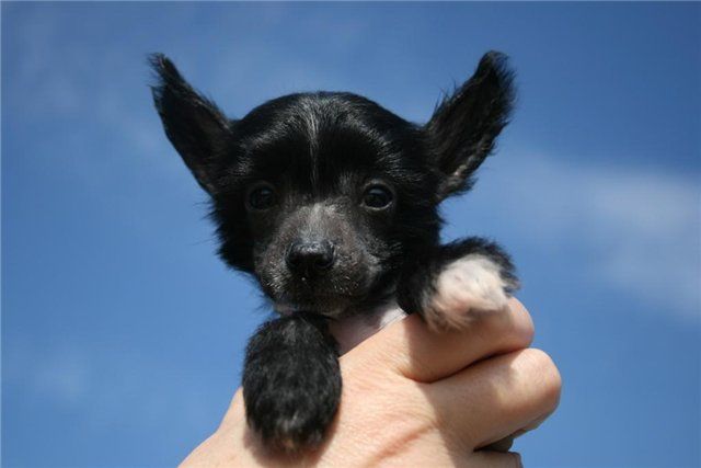 Sky Miracle Akuna Matata