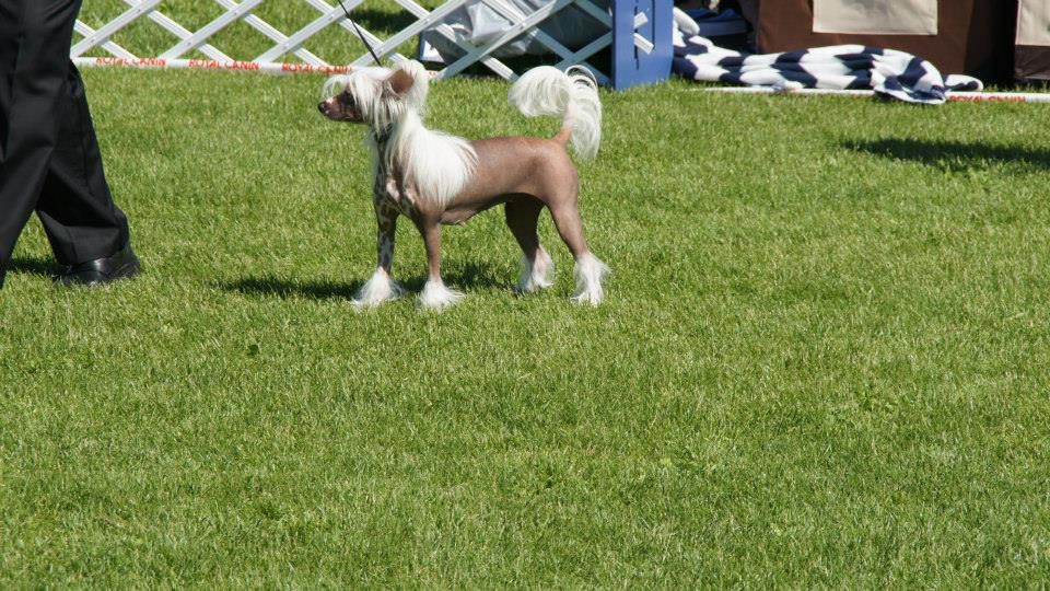 Lundens Crest Bertha