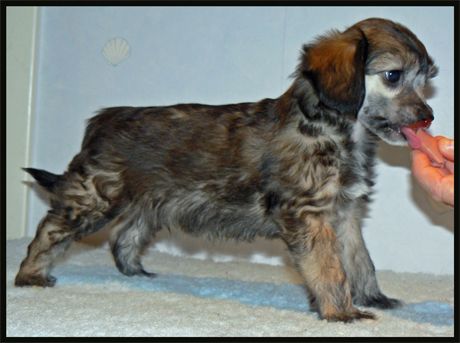 Crestnspots Cyberdog