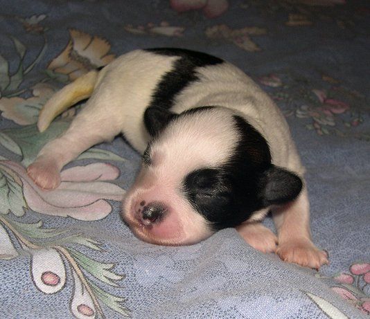 Belshaw's Diamonds And Rubies