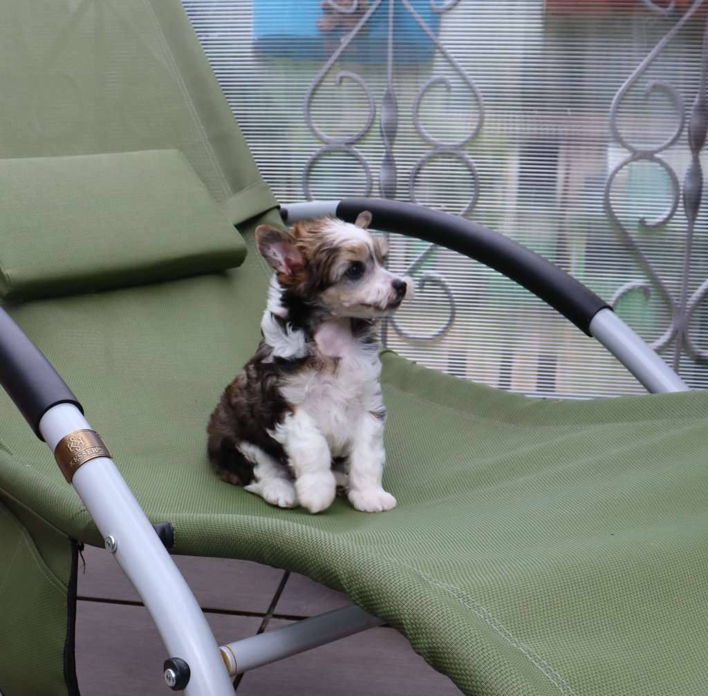 Luch's Black Guardian Chonan