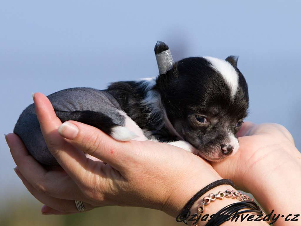 Inspirace z Jasne hvezdy