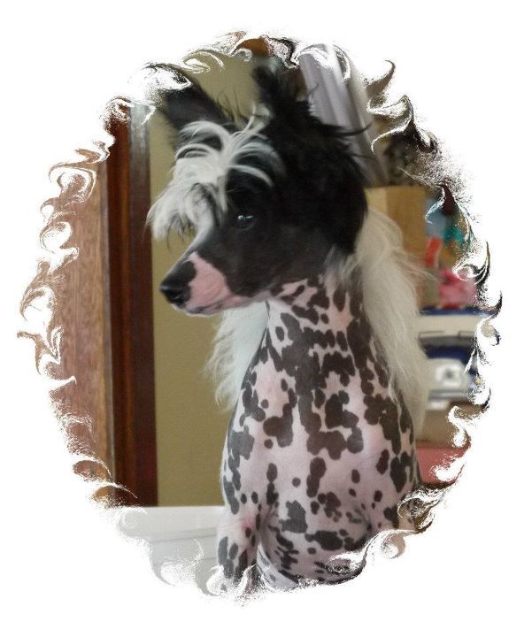 Chinois Dirty Dancer